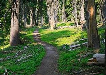 summer trail leading through the trees